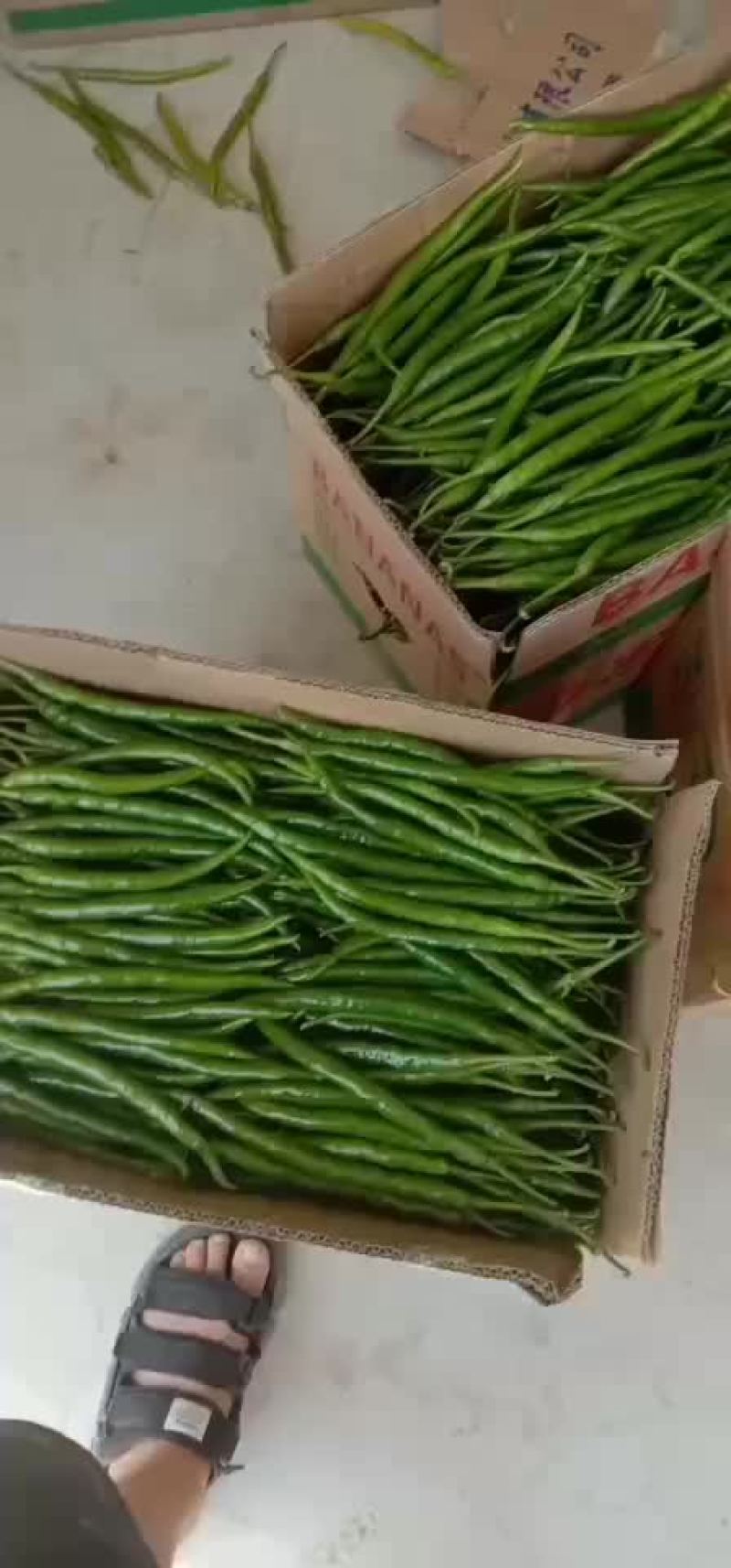 鲜辣椒