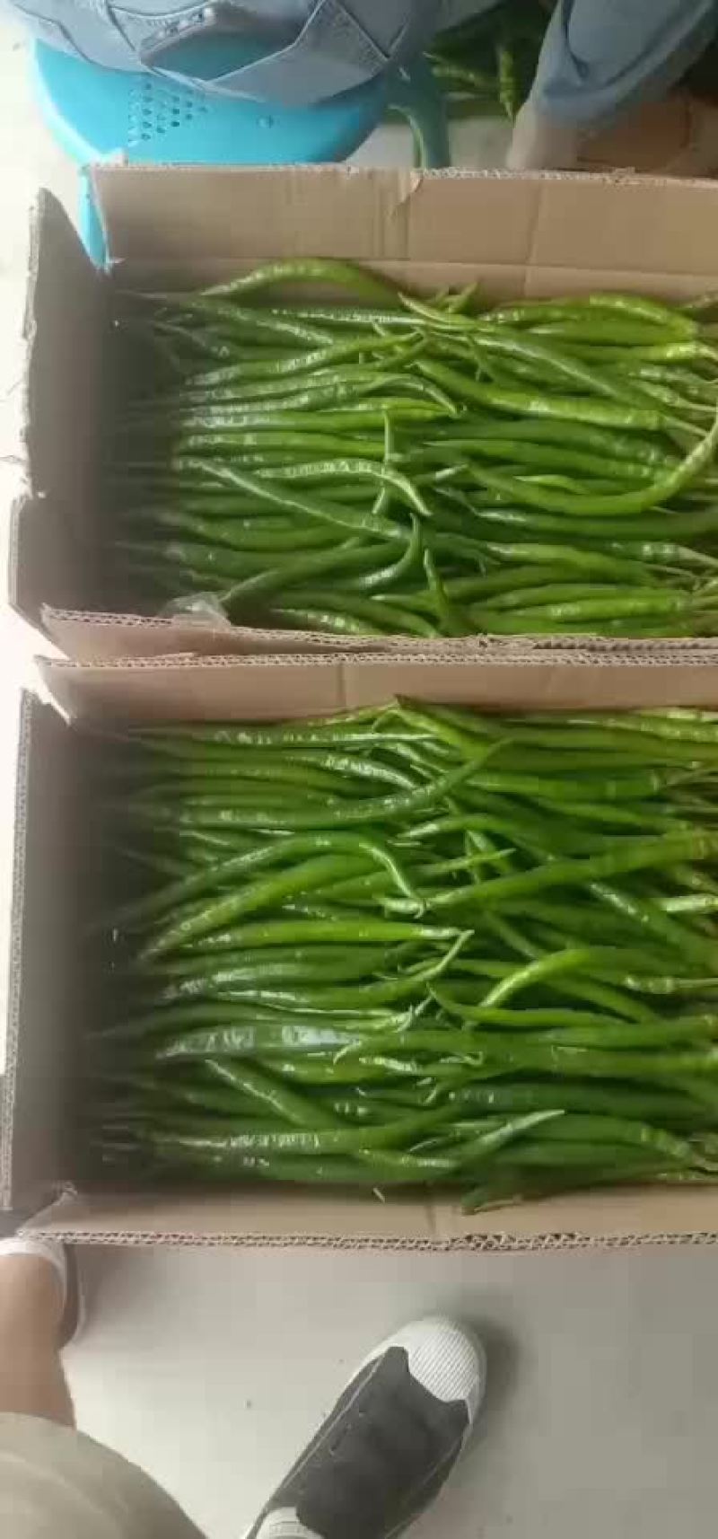 鲜辣椒