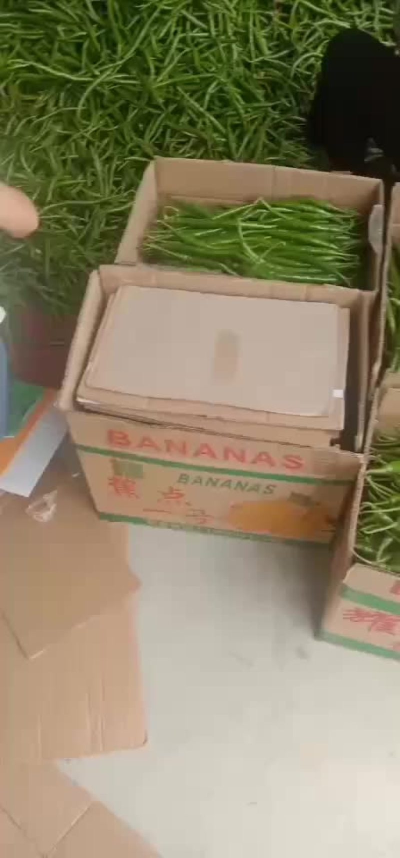 鲜辣椒