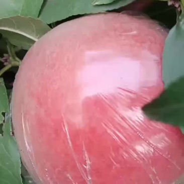200～1水蜜桃