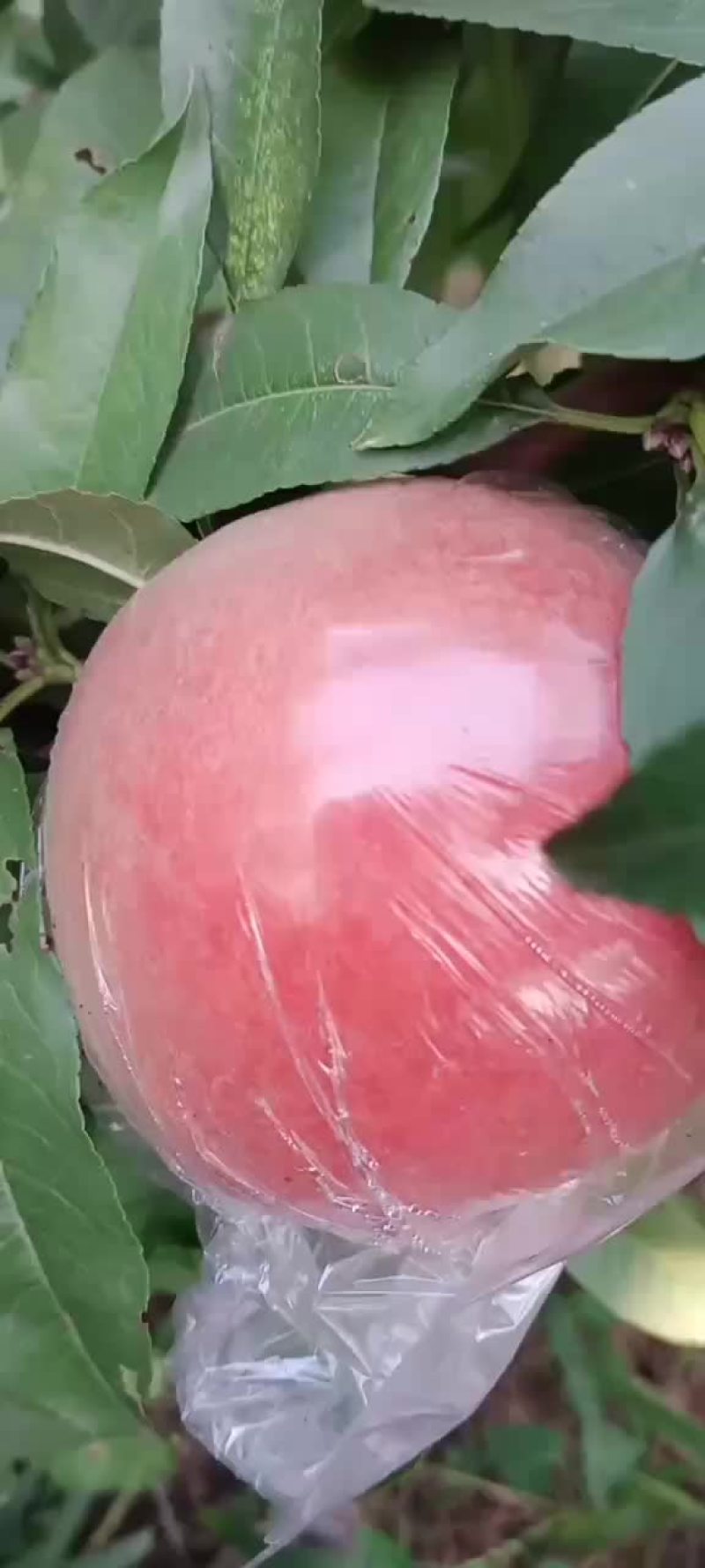 200～1水蜜桃