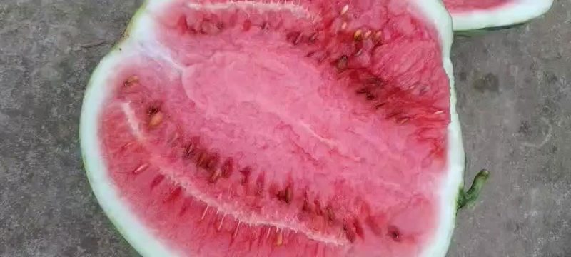 梅都，8424等优质西瓜，大量上市，欢迎选购，量大从优