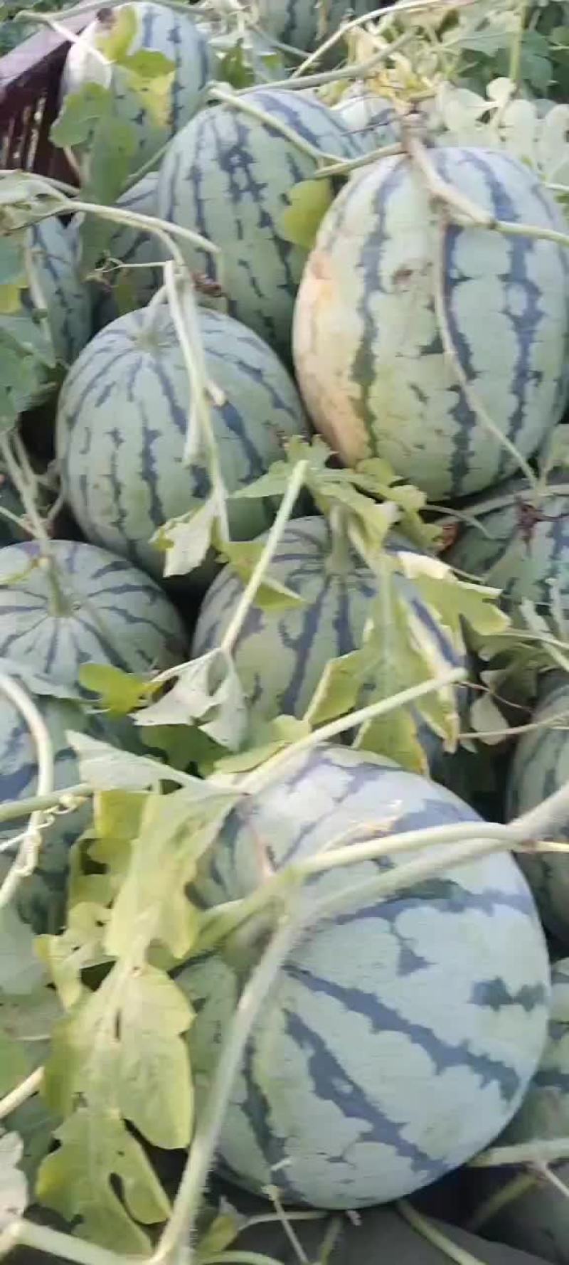 梅都，8424等优质西瓜，大量上市，欢迎选购，量大从优