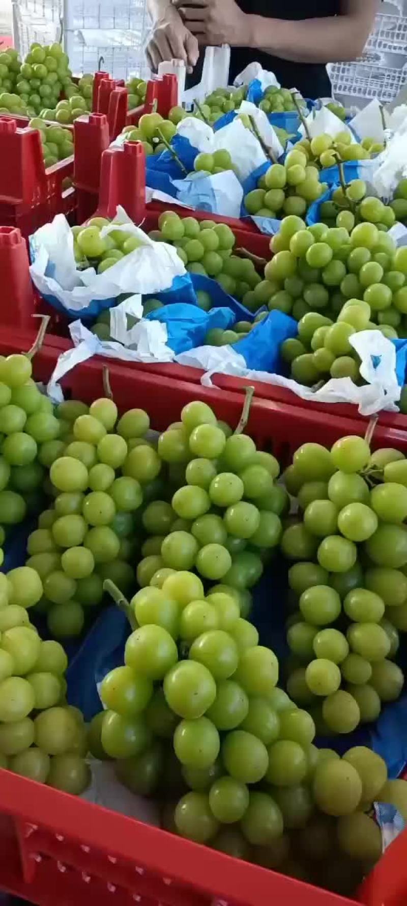 葡萄热卖