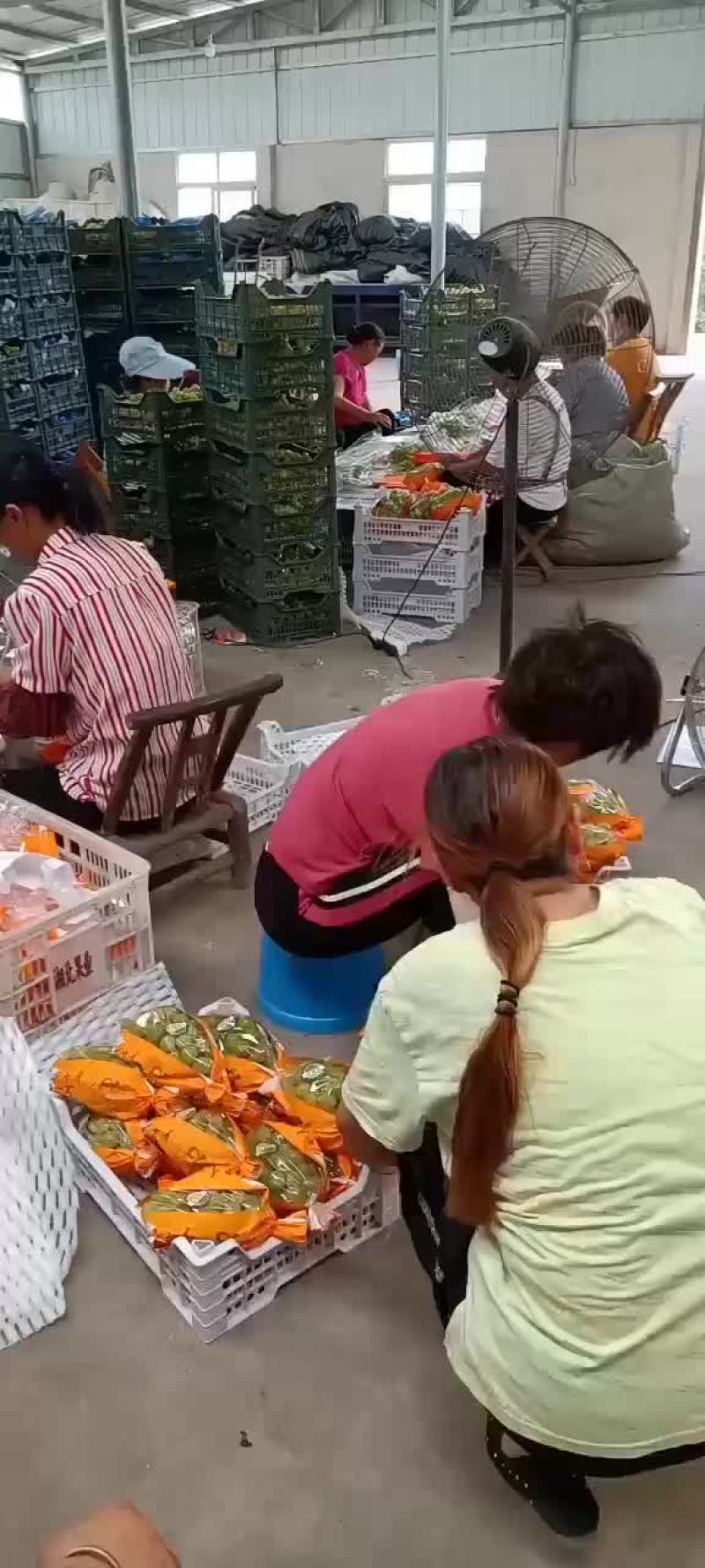 葡萄热卖