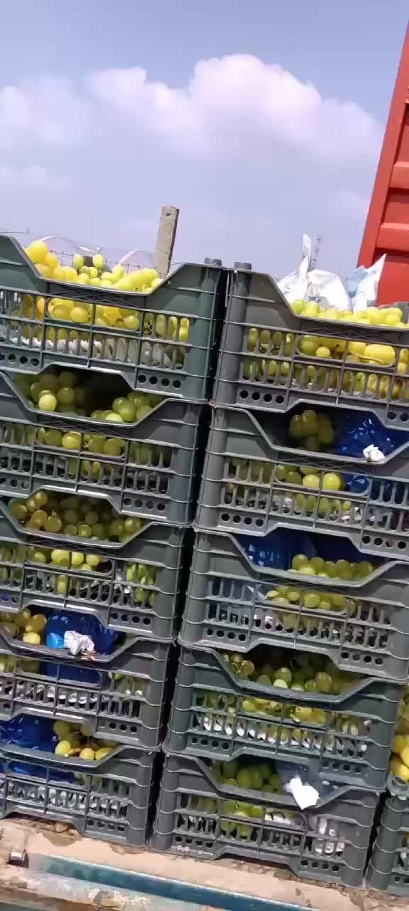 葡萄热卖