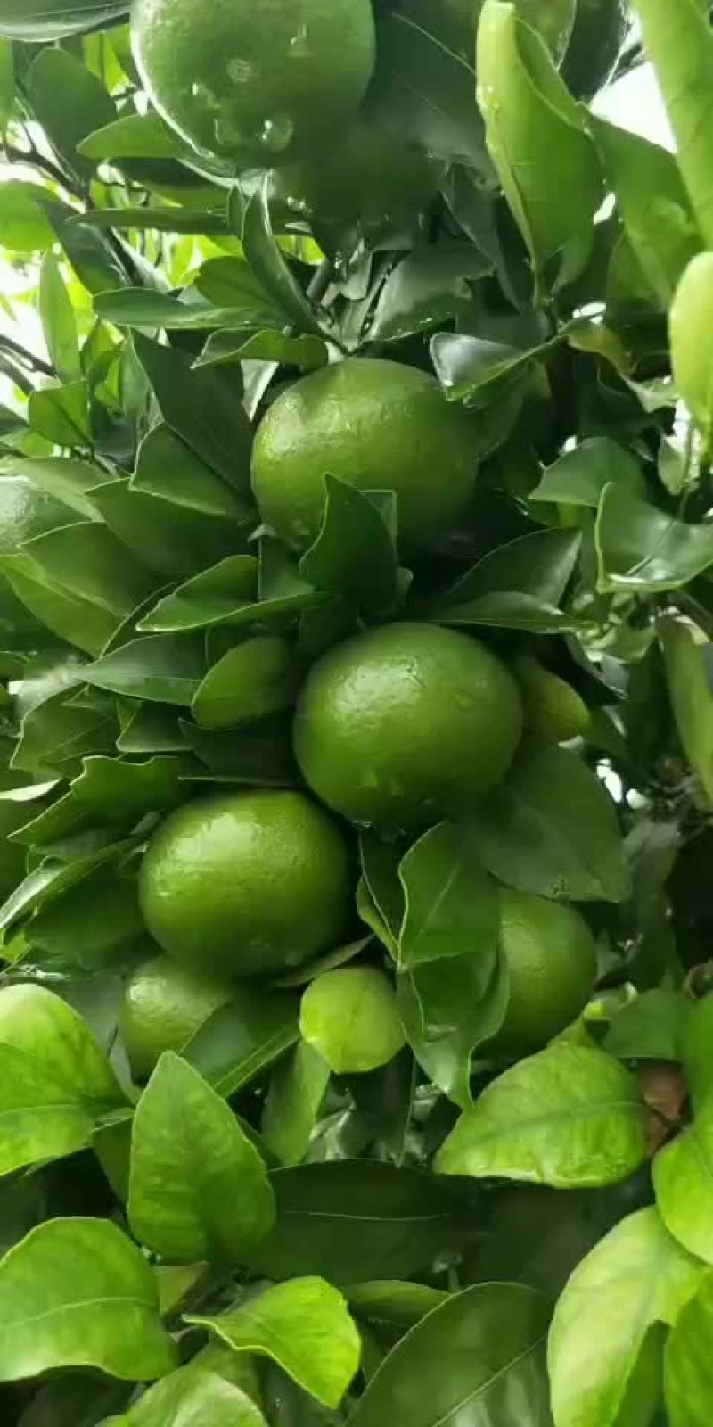 葡萄热卖