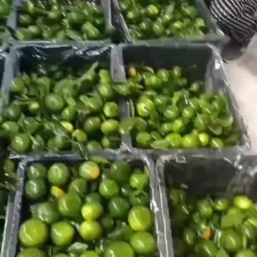 桔子