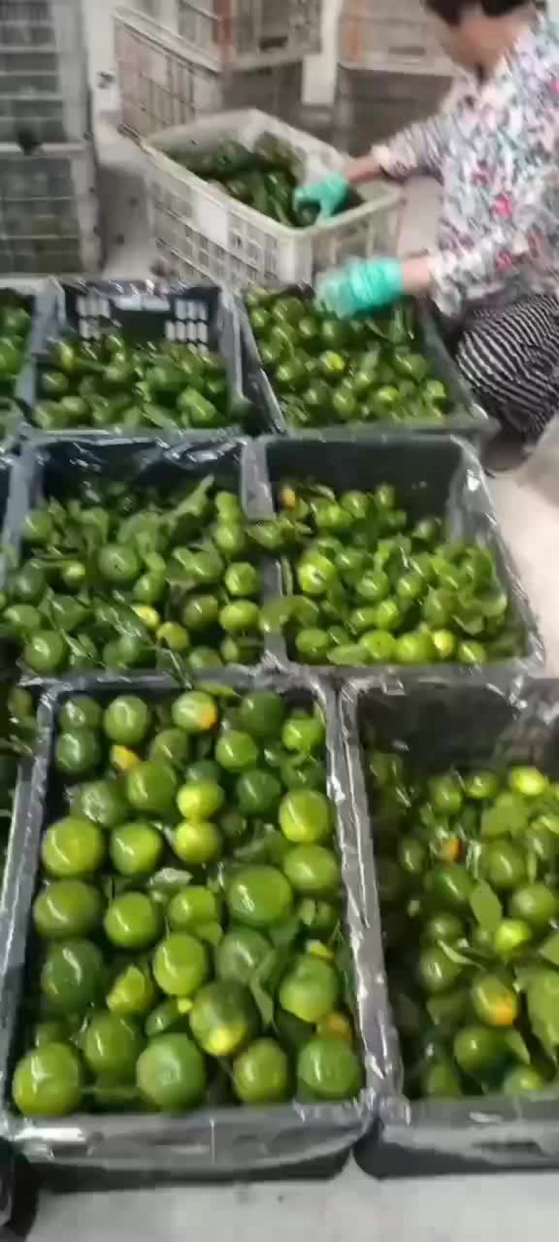 桔子