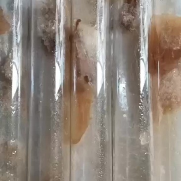 V20草菇