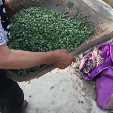 柏树籽皮