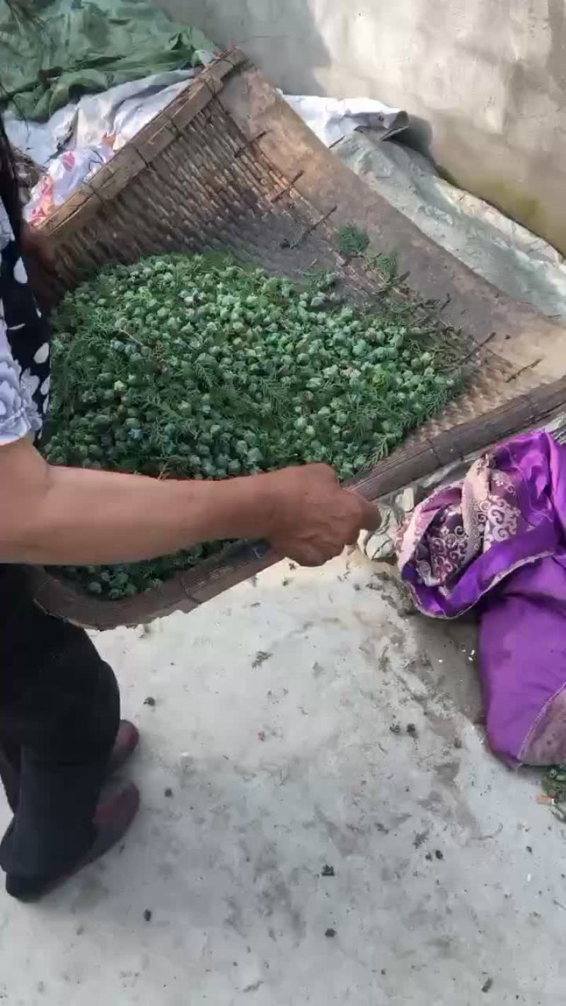 柏树籽皮