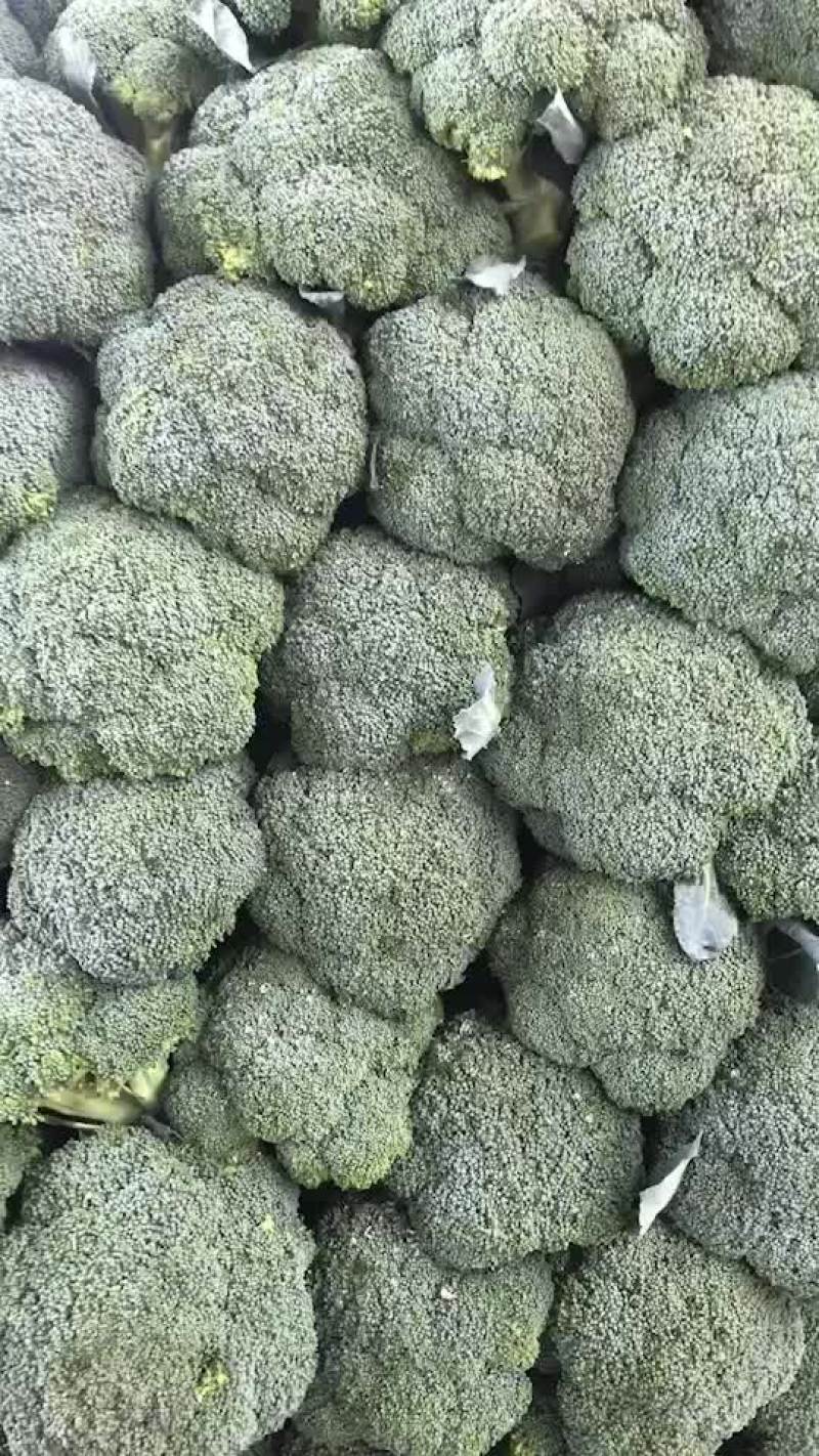 精品西兰花2只巴子，大量有货