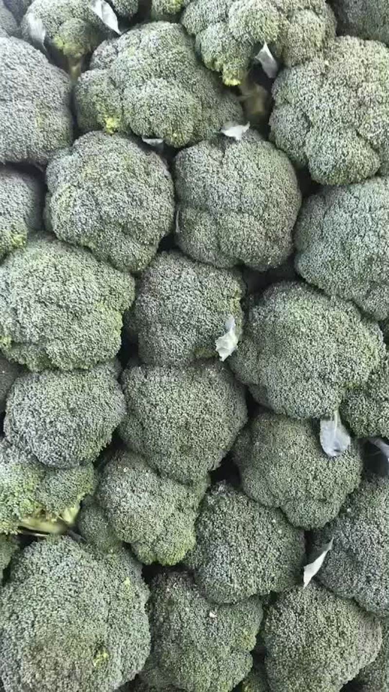 精品西兰花2只巴子，大量有货