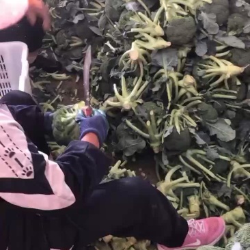 精品西兰花2只巴子，大量有货