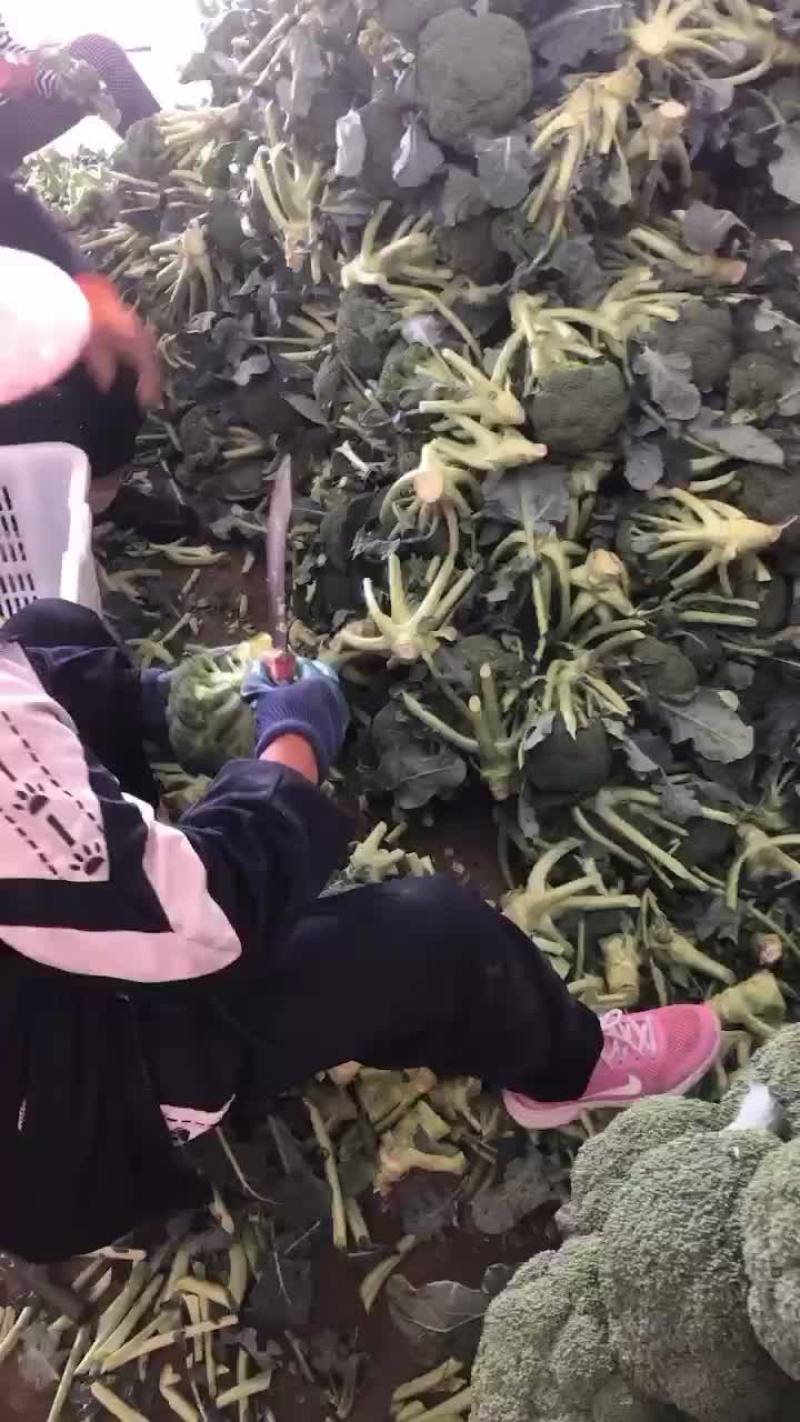 精品西兰花2只巴子，大量有货