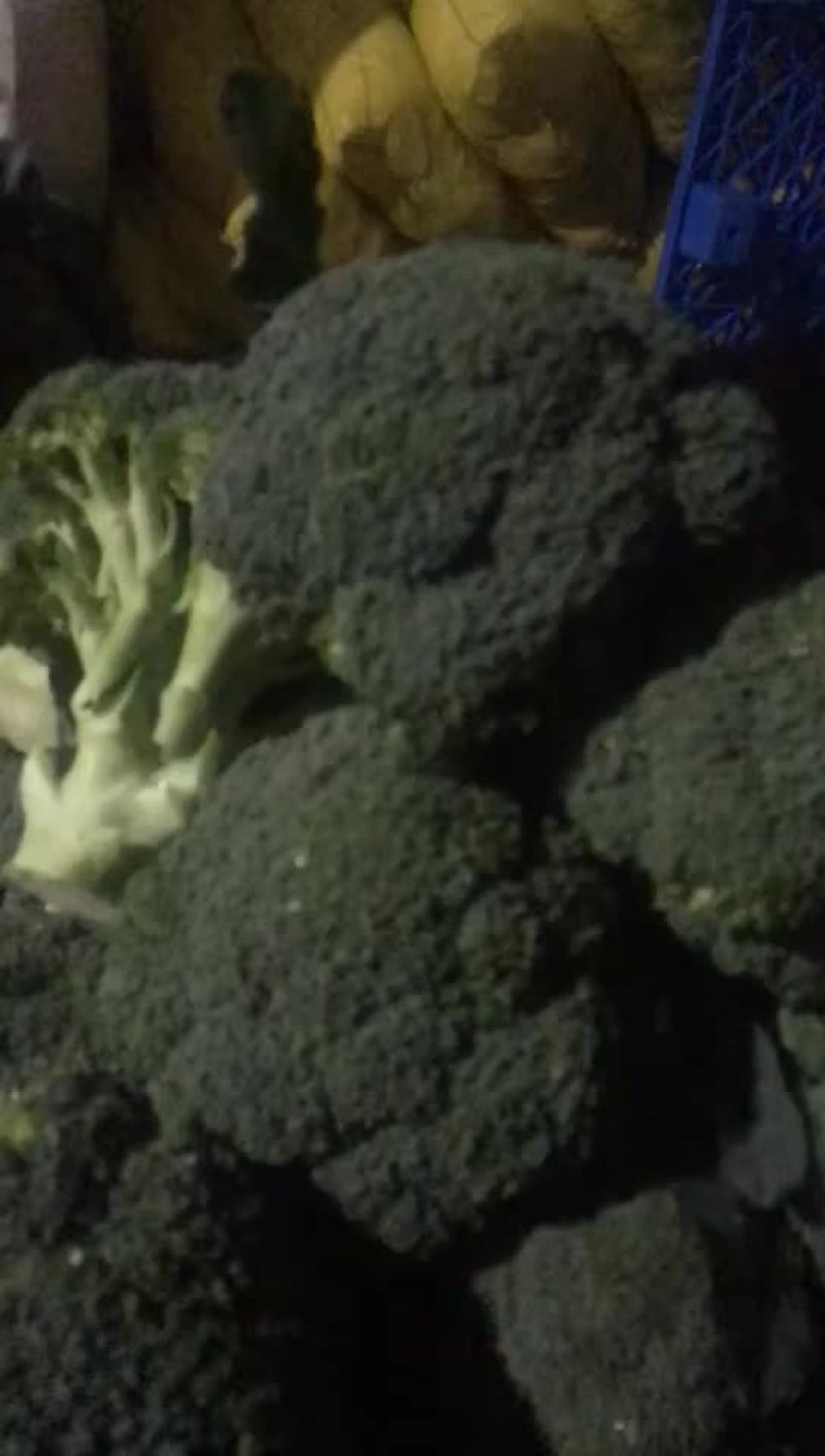 精品西兰花2只巴子，大量有货