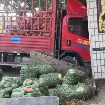 河北雄县红薯