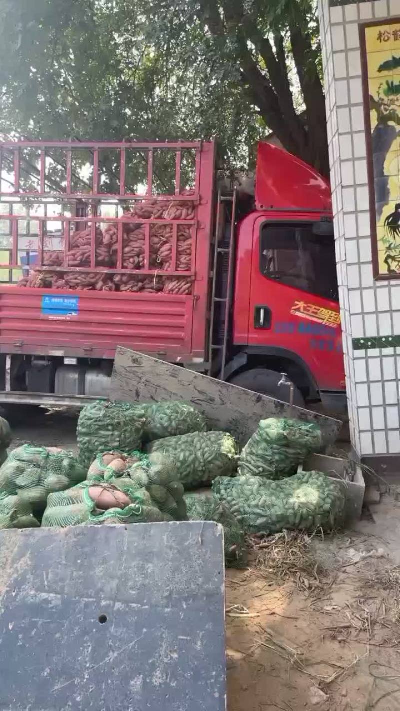 河北雄县红薯