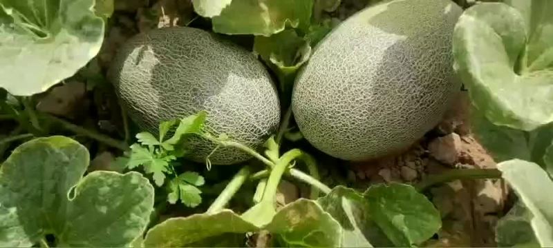 寻找收购蜜瓜货主