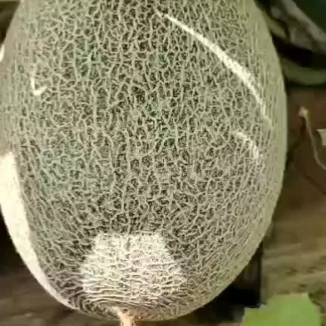 寻找收购蜜瓜货主