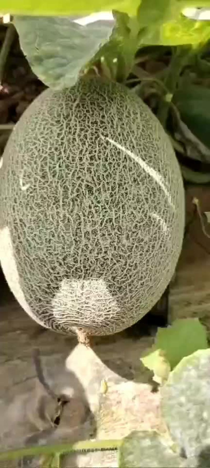 寻找收购蜜瓜货主