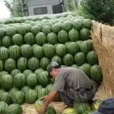 京心西瓜