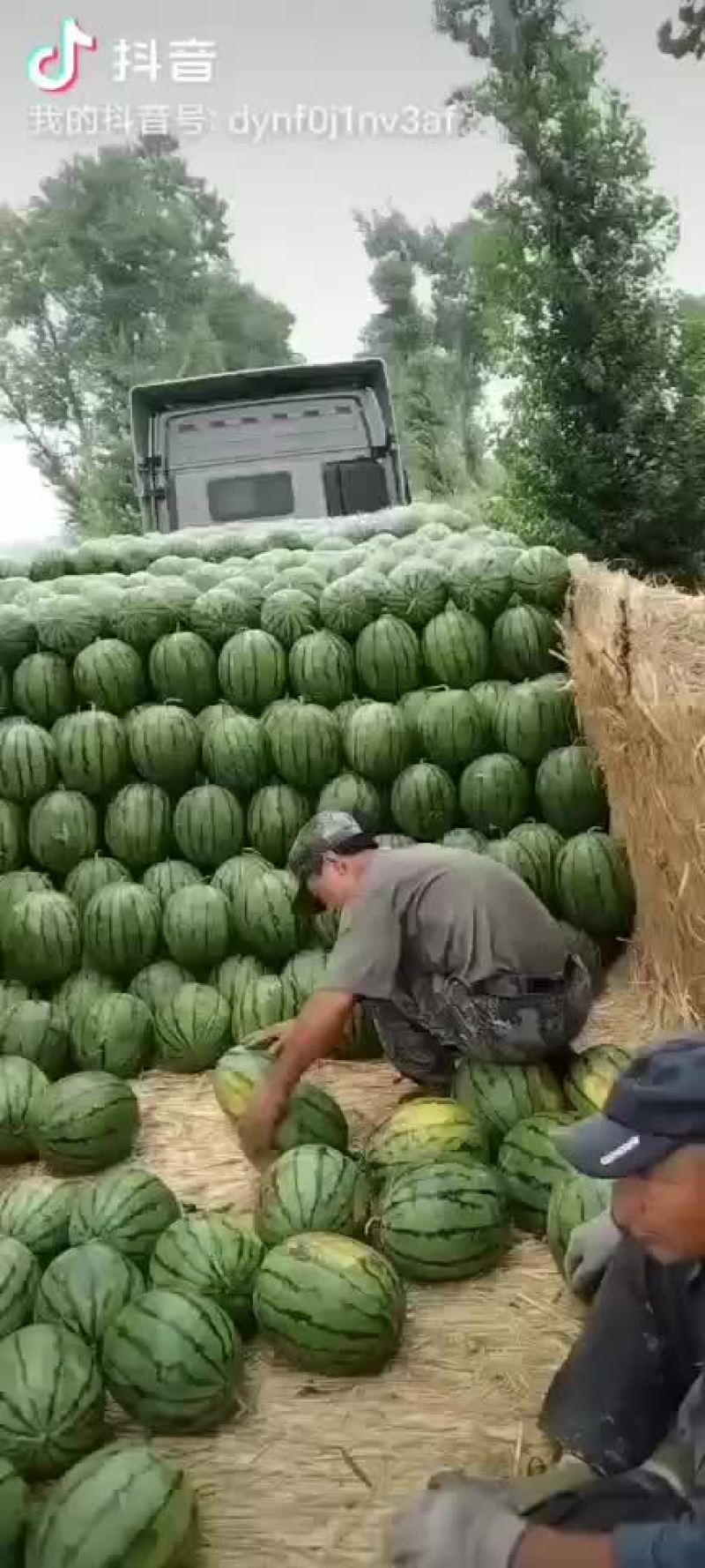 京心西瓜
