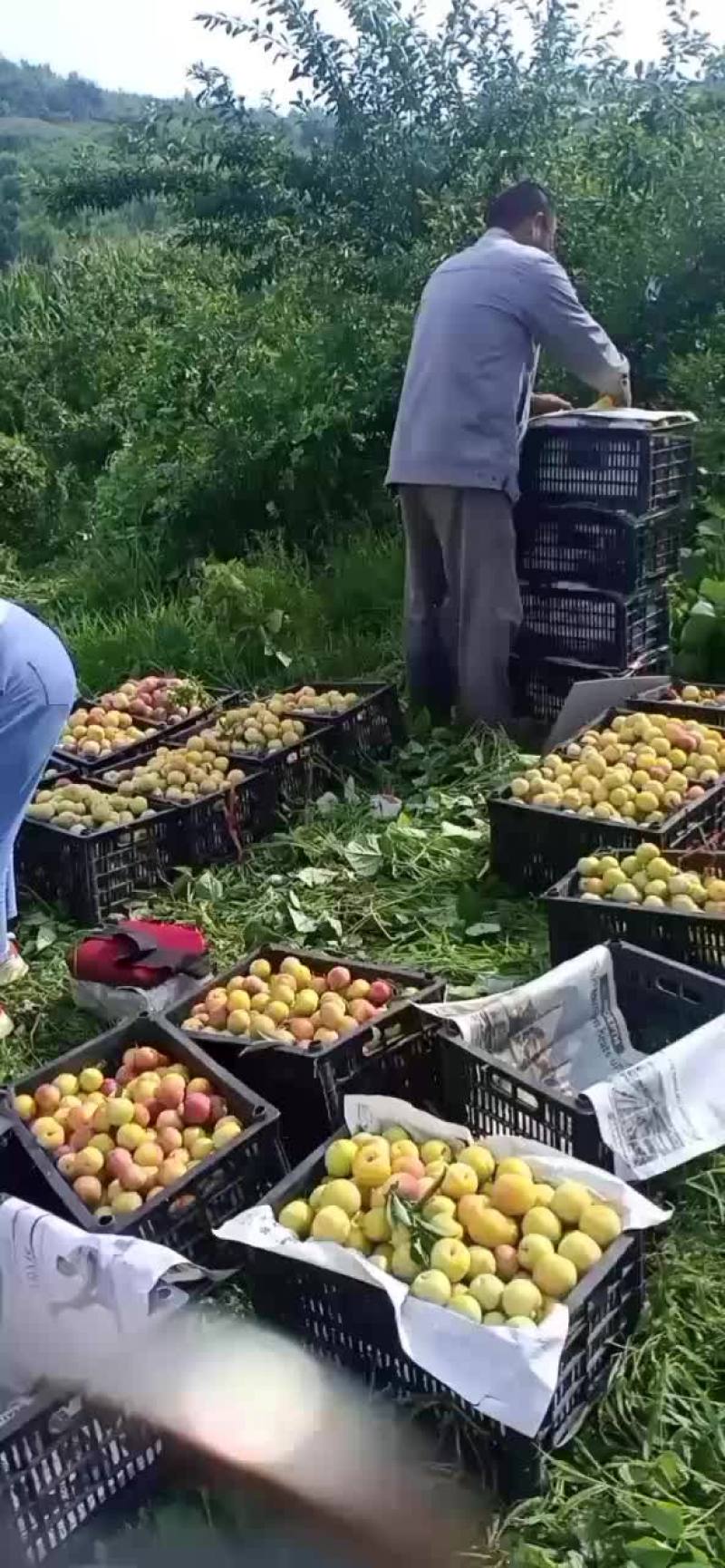 香蕉李子