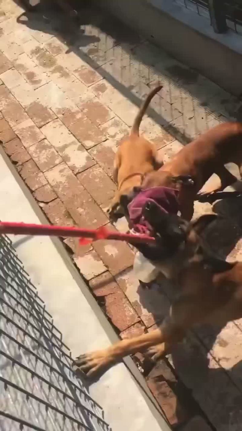 精品小马犬，自家繁殖红马犬黄马犬