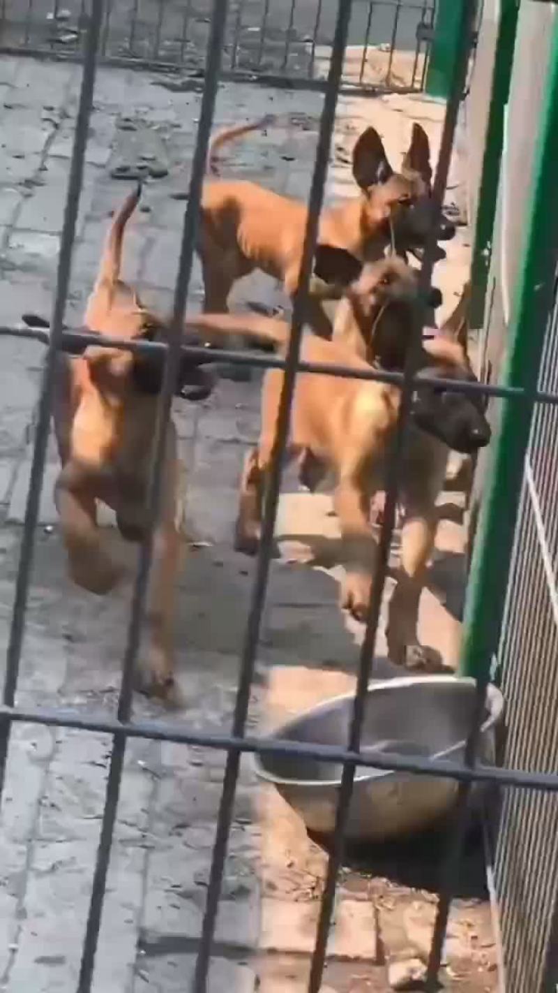 精品小马犬，自家繁殖红马犬黄马犬