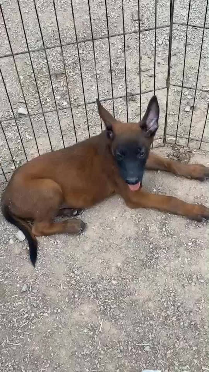精品小马犬，自家繁殖红马犬黄马犬