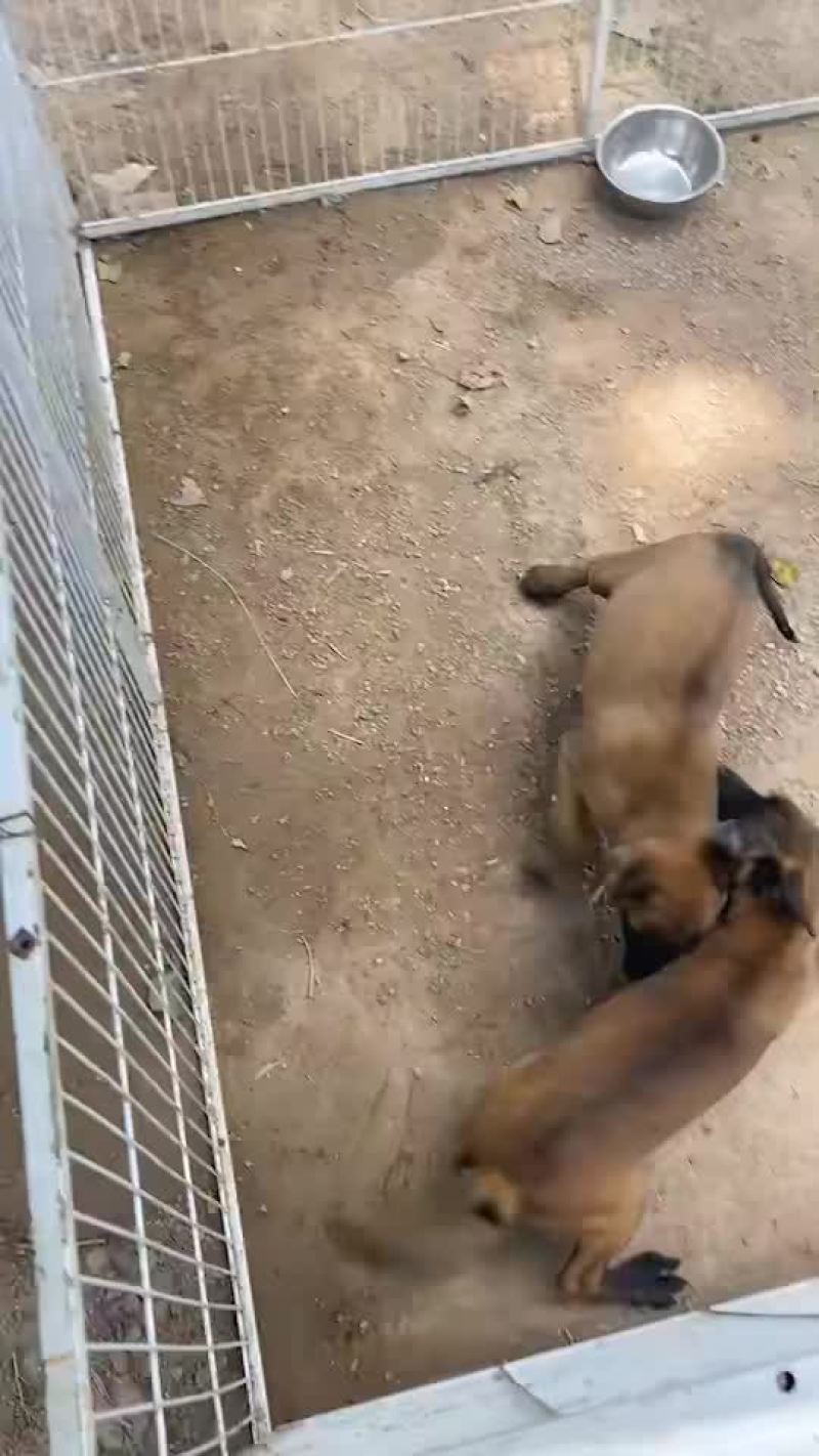 精品小马犬，自家繁殖红马犬黄马犬