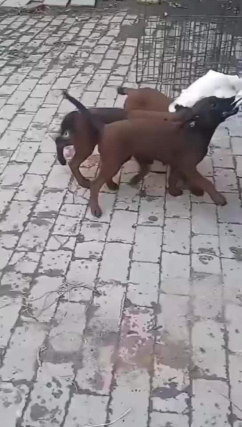 精品小马犬，自家繁殖红马犬黄马犬