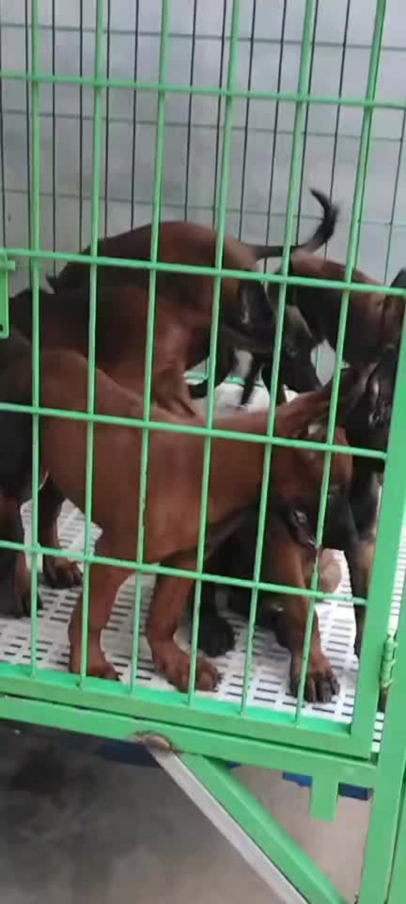 精品小马犬，自家繁殖红马犬黄马犬