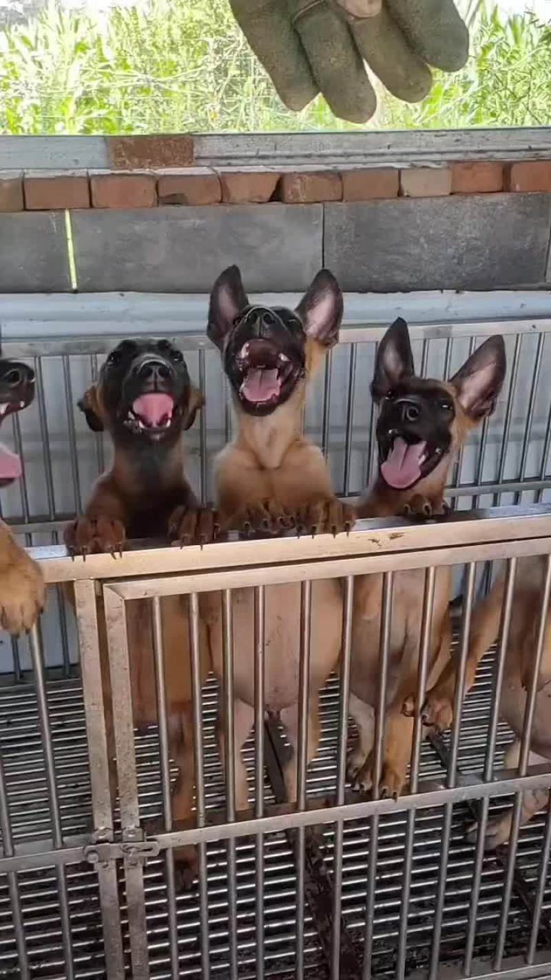 精品小马犬，自家繁殖红马犬黄马犬