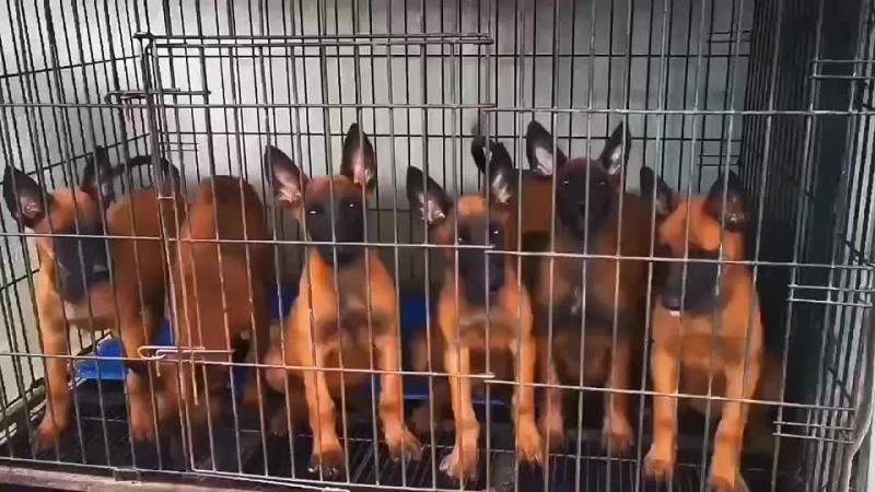 精品小马犬，自家繁殖红马犬黄马犬