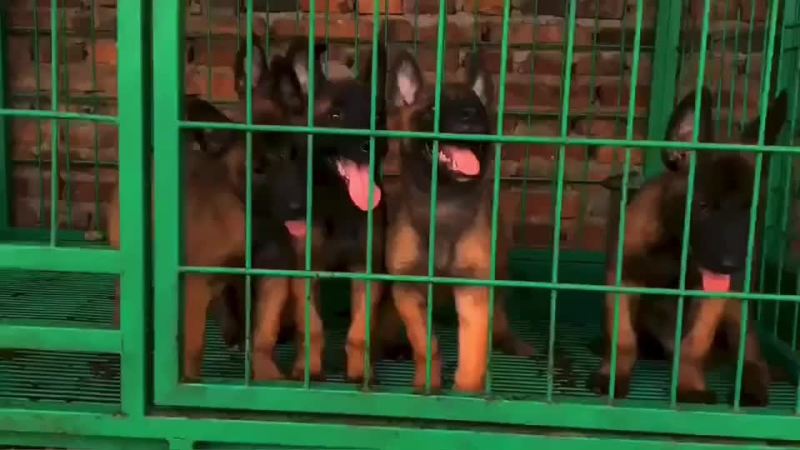 精品小马犬，自家繁殖红马犬黄马犬