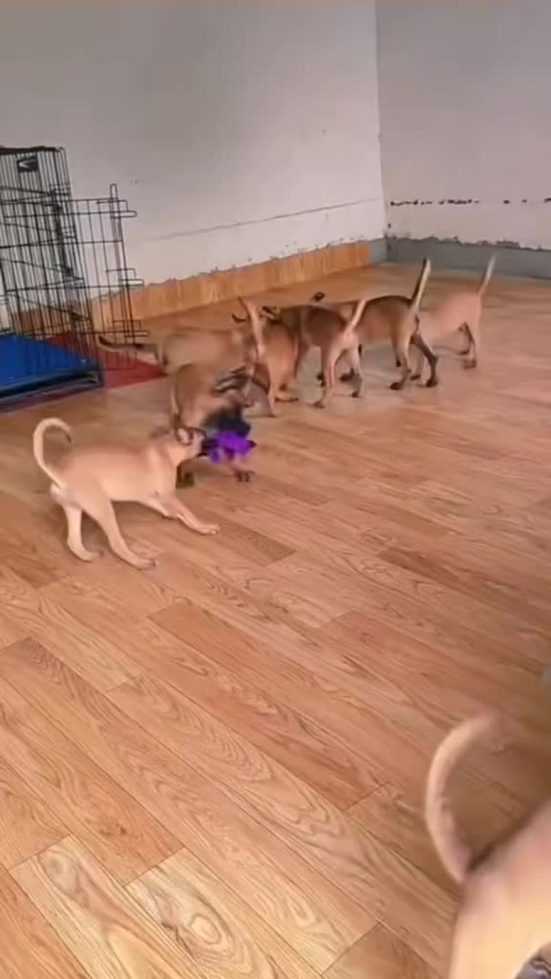 精品小马犬，自家繁殖红马犬黄马犬