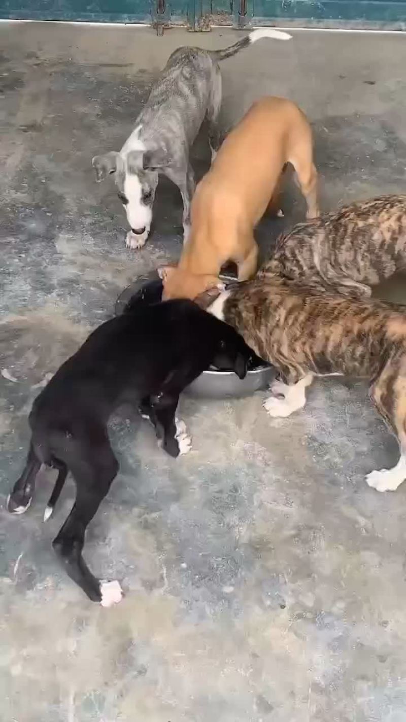 精品猎兔犬幼犬成年犬疫苗齐全视频挑选