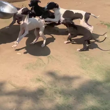 精品猎兔犬幼犬成年犬疫苗齐全视频挑选
