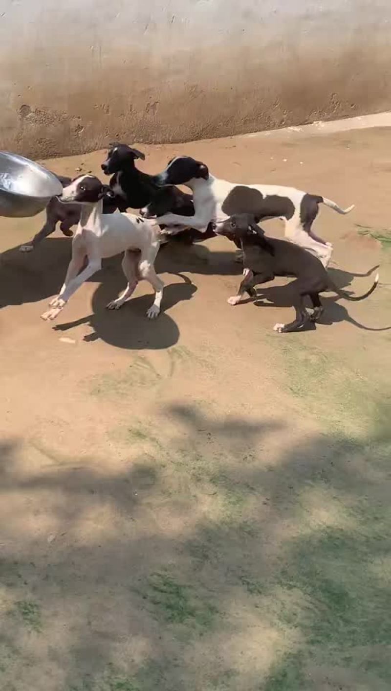 精品猎兔犬幼犬成年犬疫苗齐全视频挑选