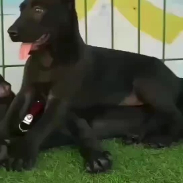 纯种黑狼大型犬幼犬视频挑选疫苗齐全国发货