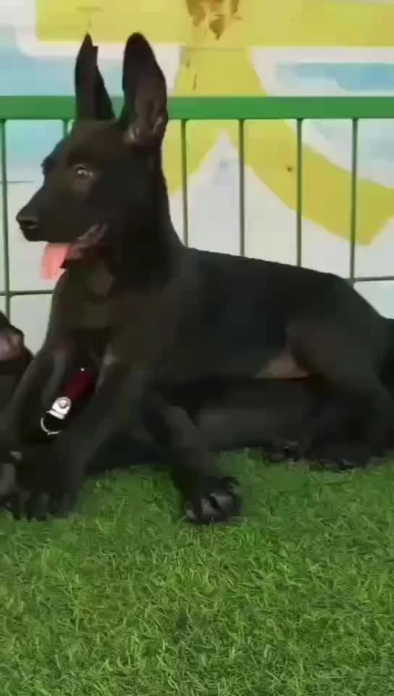 纯种黑狼大型犬幼犬视频挑选疫苗齐全国发货