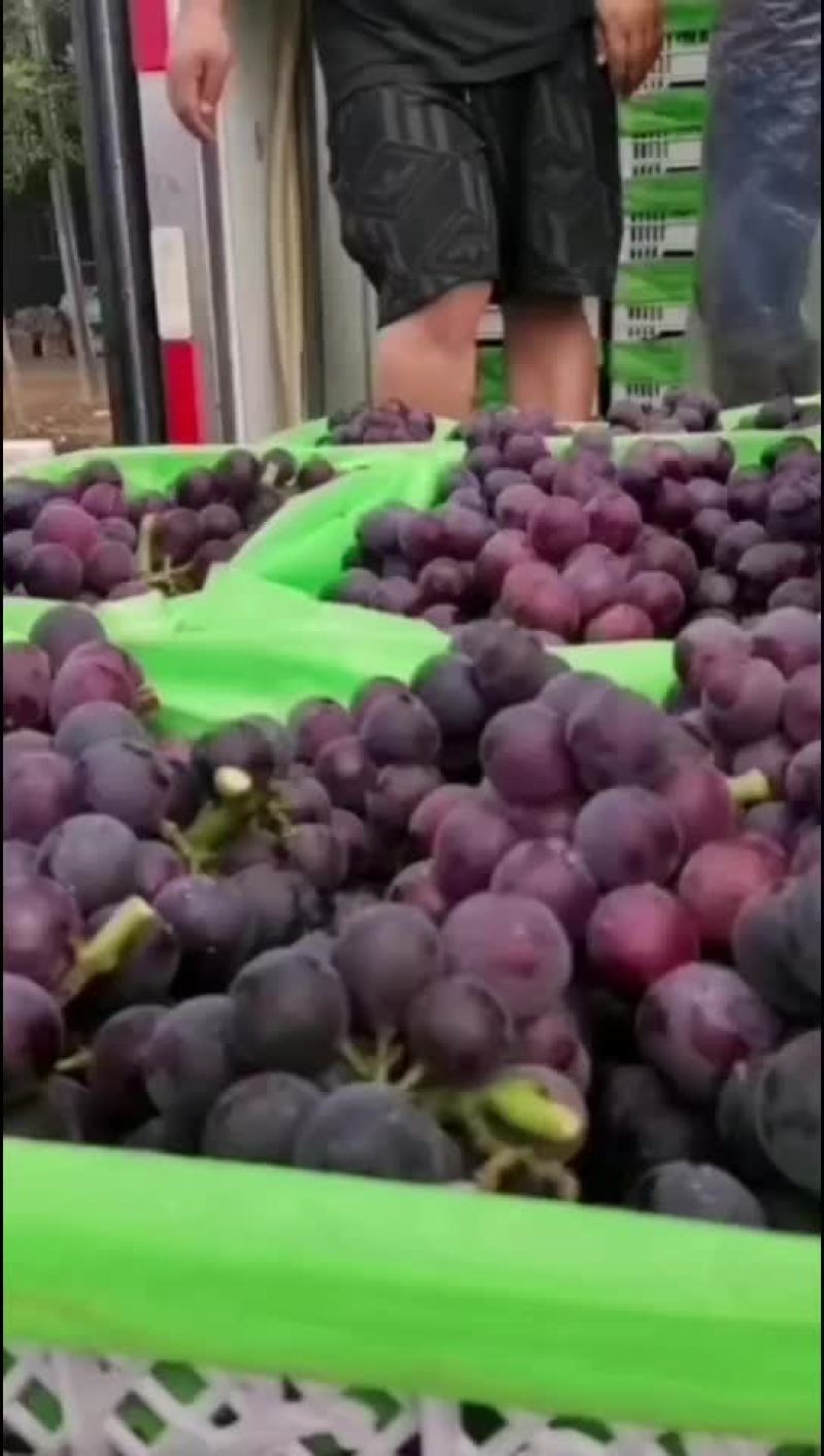 金乡软枝藤稔葡萄