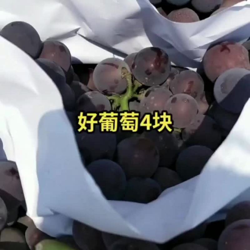 金乡软枝藤稔葡萄