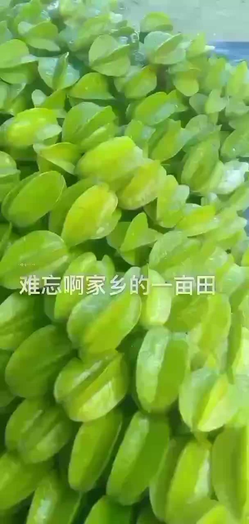 增城杨桃清甜爽口