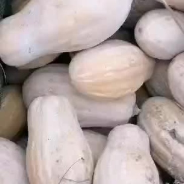 金韩蜜本南瓜