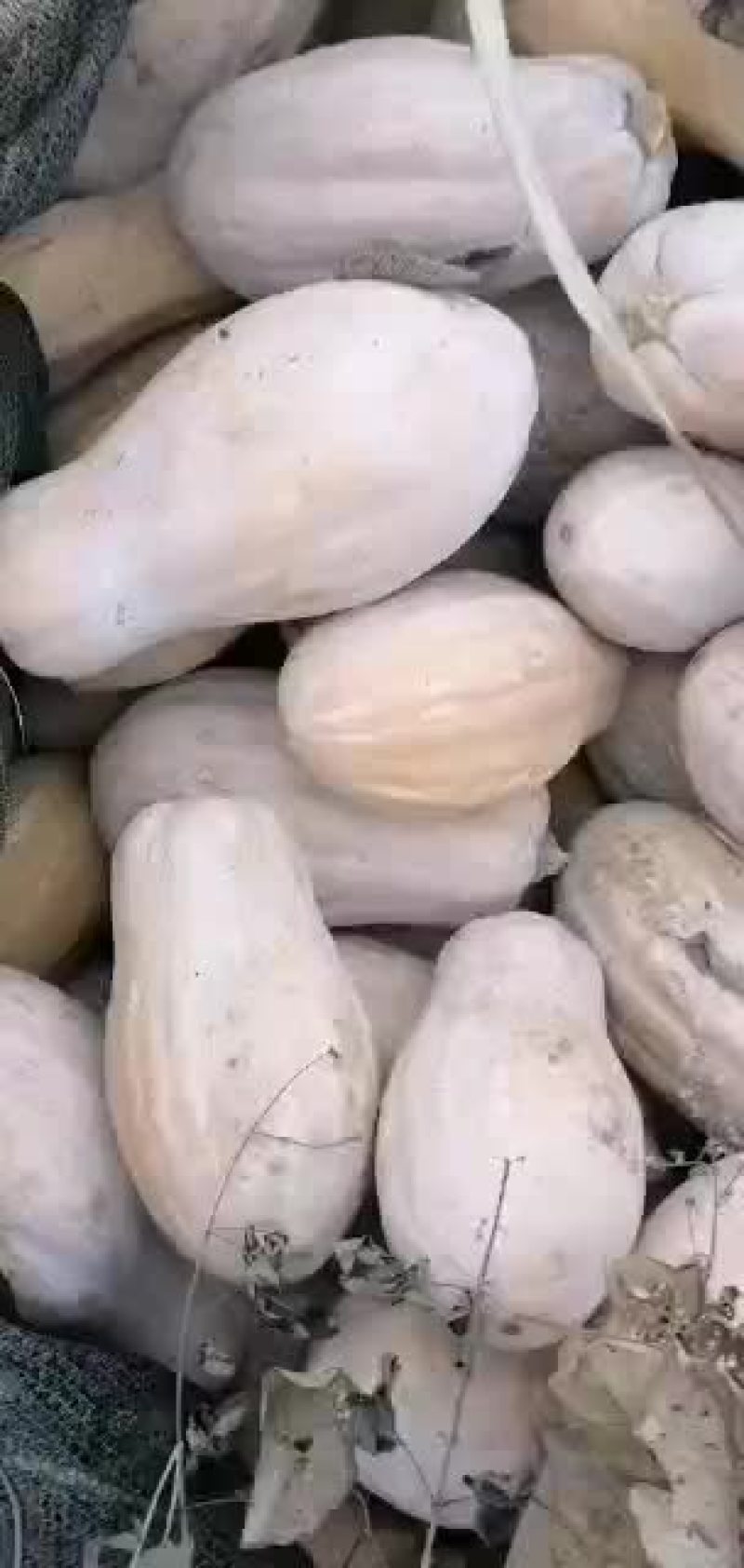 金韩蜜本南瓜