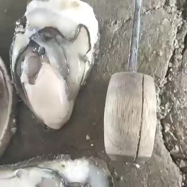 水产生蚝，漂亮